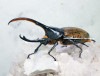 2024,2/4,5 ����WILD ������ ���ƥ������ɥ��ء�Dynastes��������إ饯�쥹����å�����������papagallo����No,6�� ��125mm��58mm�ڥ�