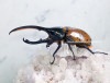 2024,2/4,5 ����WILD ������ ���ƥ������ɥ��ء�Dynastes��������إ饯�쥹����å�����������papagallo����No,5�� ��128mm��65mmup�ڥ�