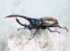 2024,2/4,5 ����WILD ������ ���ƥ������ɥ��ء�Dynastes��������إ饯�쥹����å�����������papagallo����No,4�� ��129mm��65mmup�ڥ�