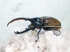 2024,2/4,5 ����WILD ������ ���ƥ������ɥ��ء�Dynastes��������إ饯�쥹����å�����������papagallo����No,3�� ��130mm��65mmup�ڥ�