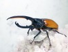 2024,2/4,5 ����WILD ������ ���ƥ������ɥ��ء�Dynastes��������إ饯�쥹����å�����������papagallo����No,1�� ��148mm��65mmup�ڥ�