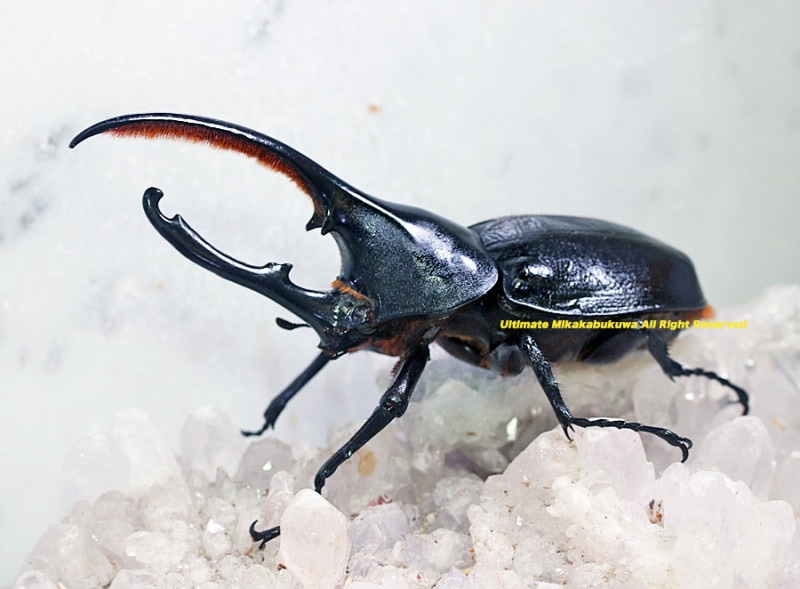 2023,12/29 新着WILD 南米エクアドル便 ヘラクレスオキシデン