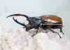2024,2/4,5 ����WILD  ������ ���ƥ������ɥ��ء��إ饯�쥹�������ǥ󥿥ꥹ No,13  ��102mm��60mmup�ڥ���