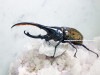 2024,2/4,5 ����WILD ������ ���ƥ������ɥ��ء�Dynastes��������إ饯�쥹����å�����������papagallo����No,2�� ��144mm��65mmup�ڥ�