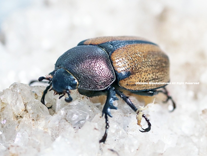 ブラジル産マエネルヘイミカラカネヒナカブト31mm