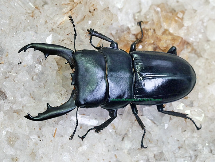 2023,9/26 ����WILD ������ �٥ȥʥ��ء�sapa�����������ꥪ��ҥ饿����Bñ�� ξ���豦��­����礱�ʤ� ���졼�ɤ��㤤������