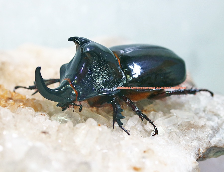 2024,3/2,3 新着WILD 南米ペルー便 ムナビロヘラヅノ? No,1 ♂45mmUP