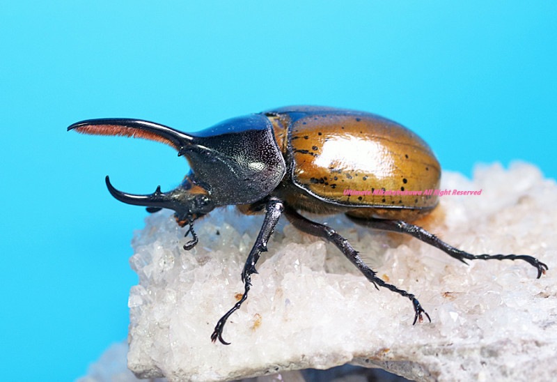 新品未開封　ヘブンリーヘラクレス 0000000086562_bzHL3nC.jpg