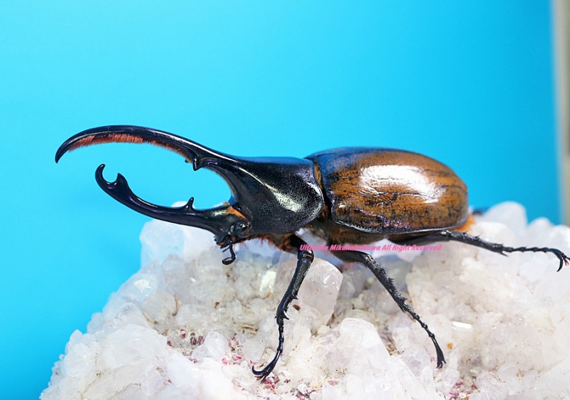 ヘラクレス様専用 たまんちゅさま専用 ヘラクレスHタップ【廃盤