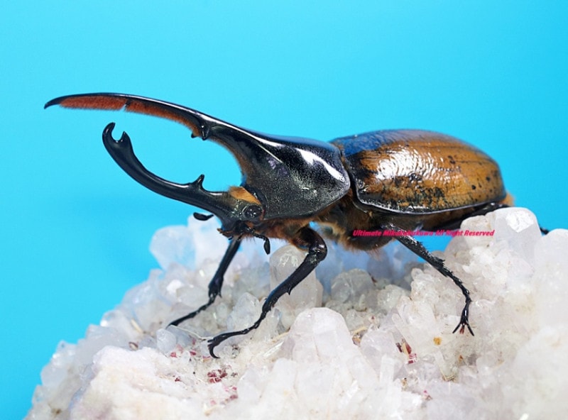 2024,3/2,3 新着WILD 浅草導夢!! 南米ペルー便 Dynastes世界最大ヘラクレス・リッキー No,1 ♂極美122mm♀