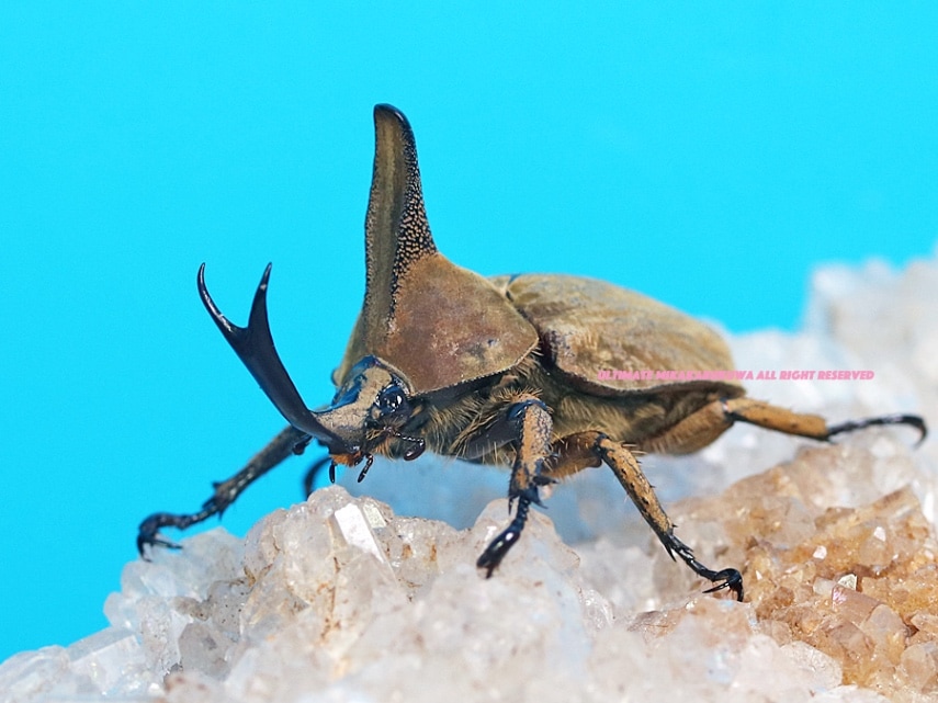 激レア　東シナ海産　本珊瑚付き　ベッコウガキ Nature Techni Colour Mini Figure Japanese Freshwater Crab