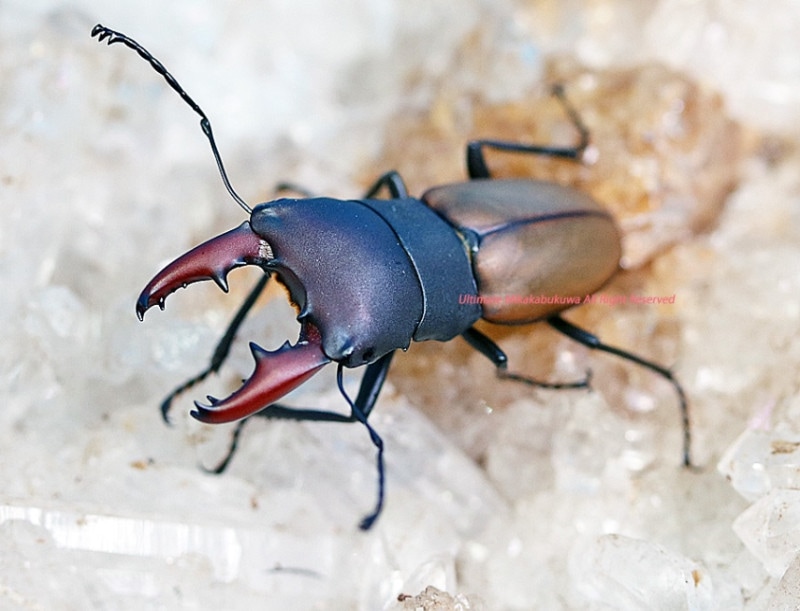 2024,4/2 ����WILD������Ƴ̴!! �����ǹ����֥饸���ء�������ȥ�४�������塞��No,2�� ��24mm(��������)�ڥ�