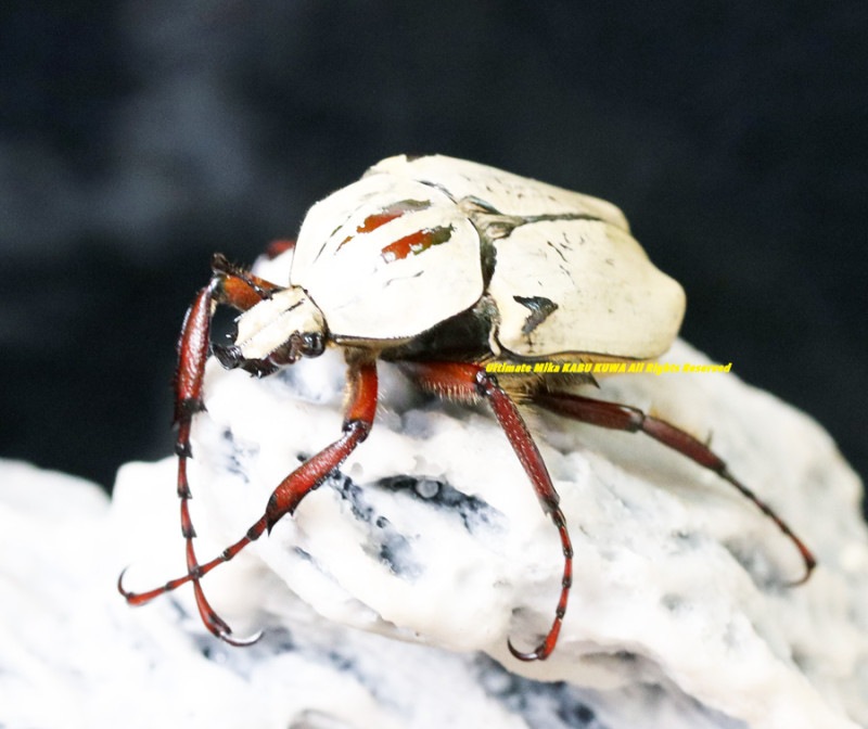 2024,4/18����WILD����̡����襵�ץ饤���ء����󥶥˥��� �����󥸥奪���ĥΥϥʥ॰��No,2����35mmUP�ڥ�