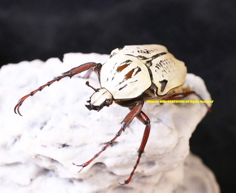 美麗 ゴライアスオオツノハナムグリ G. meleagris　標本 昆虫標本 美麗 ゴライアスオオツノハナムグリ G. meleagris 標本 昆虫標本