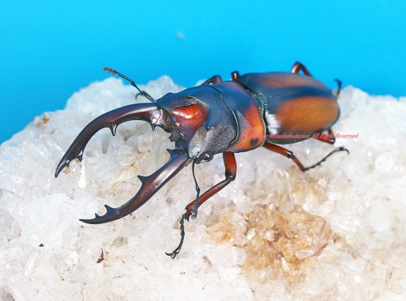 2024,4/18����WILD����̡����襵�ץ饤���ء����󥶥˥��� ���ߥ�ӥꥹ�Υ�����No,1�� ��68mm�ڥ�