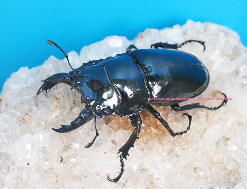 2024,4/23 ����WILD ������ ����롼���ء��ǹ���!! �쥮���������ĥ� No,1����64mm��44mm �ڥ�