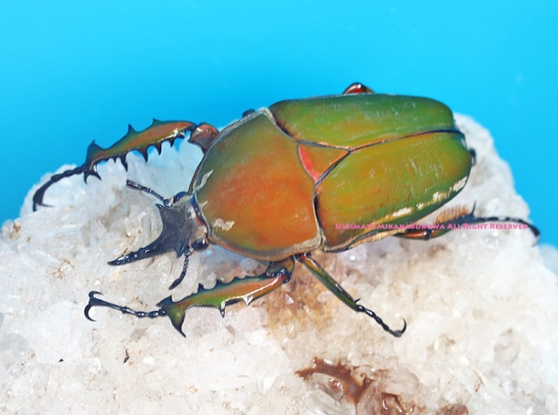 2024,4/23 ����WILD  ���եꥫ������롼���ء������Ѱۤ�¿�������!! �ȥ륯������ ����ޥ���ꥳ�ꥹNo,5����B60-76 �괰�ʥڥ�