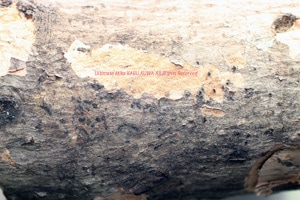 ベトナム材　15cm×15cm 産卵材 VN（ベトナム）材入荷！ウエストウッディなど対応産卵木 A材2Lサイズ