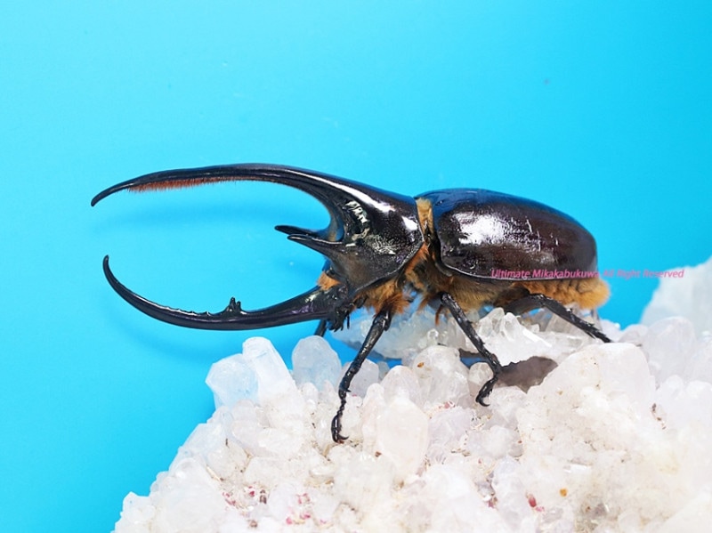 2024,5/1 WILDƳ̴!!&#160;&#160;ƥɥءͥץ塼󥪥֥ȸ̾No,1 129mmñ