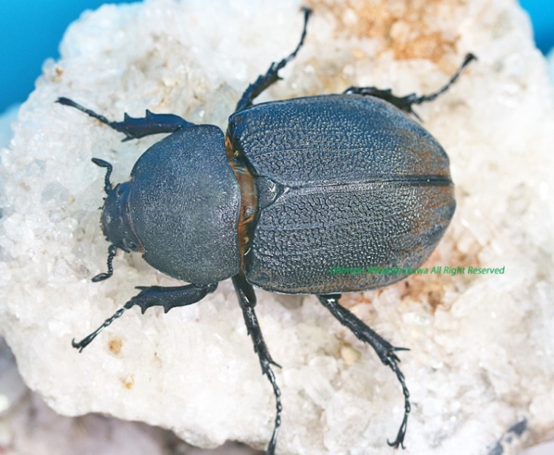 2024,5/1 ����WILD������Ƴ̴!!���ƥ������ɥ��ء��إ饯�쥹��������������å���??(�������˻��Ƥ�No,7�� ��67mmñ��