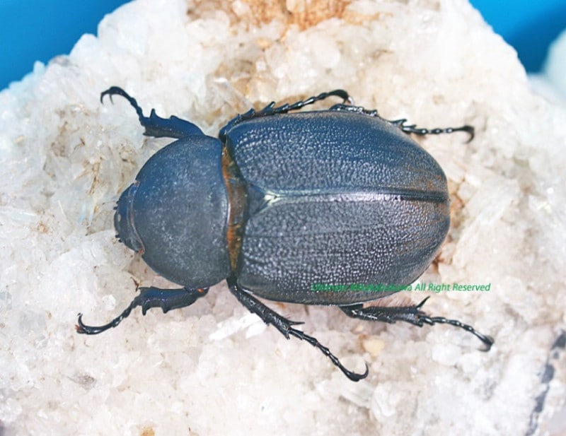 2024,5/1 WILDƳ̴!!ƥɥءإ饯쥹å??(˻Ƥ)No,6 61mmñ