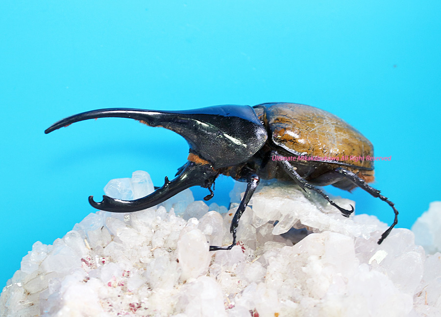 野外品特大ヘラクレス・リッキー 155㎜ エクアドル産 標本