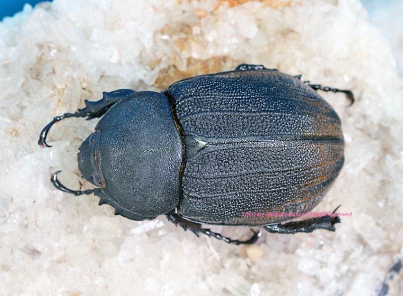 2024,5/1 新着WILD 浅草導夢!!南米エクアドル便 最高峰!!ヘラクレス