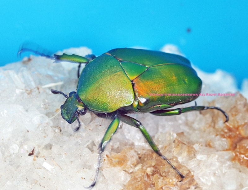 未開封　くらいうみ　ユメミル　ソフビ　ミントグリーン 未開封 くらいうみ ユメミル ソフビ ミントグリーン Yahoo