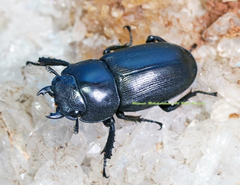 新種　極美　カタゾウムシ 後食済み☆新成虫☆サタンオオカブト♂A-101㎜♀63㎜ペア