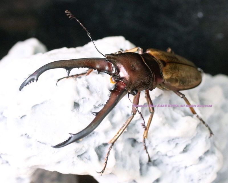 2024,5/14 WILD Ƴ̴!! ̥ܥͥ  󥿥ͥ륹ۥNo,353mm ڥ