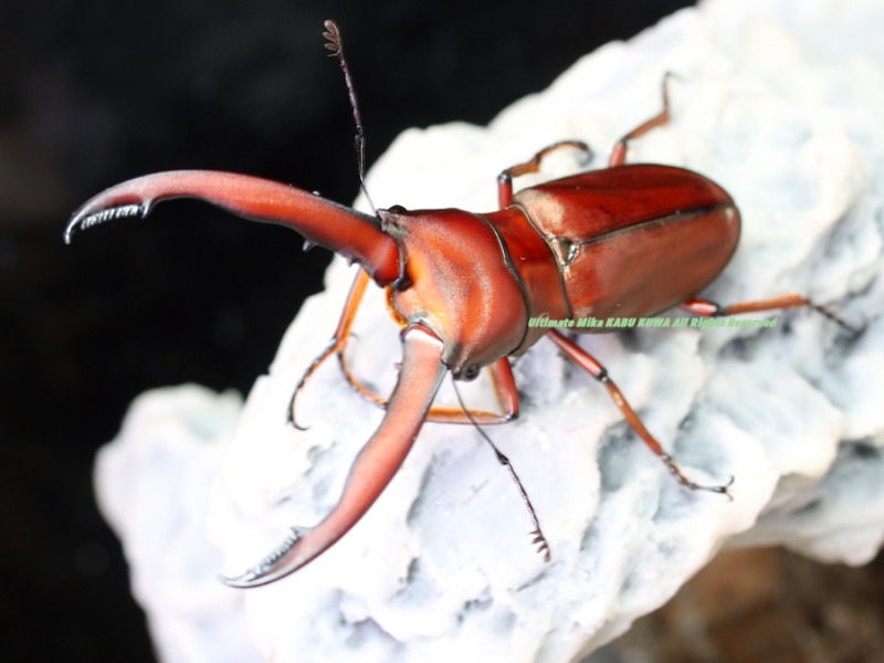 2024,5/18 WILD Ƴ̴!! ̥ܥͥ  եۥ No,255mmUP ڥ