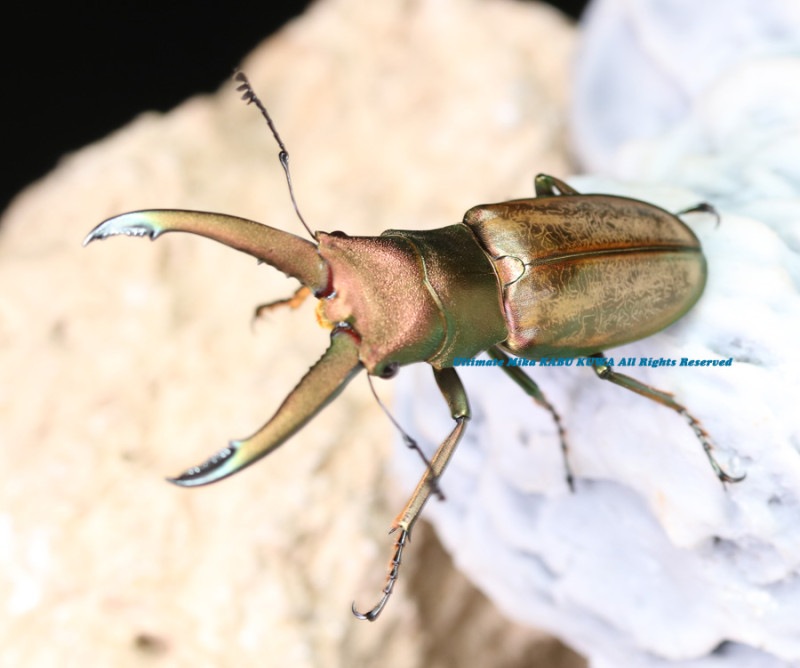 2024,5/18 新着WILD 浅草導夢!! 北ボルネオ便 最高峰!!チュウホソアカ No,5 ♂Sサイズペア