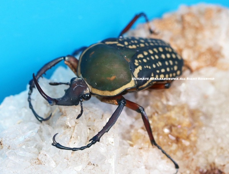 2024,5/20 WILD ̡襵ץ饤󥶥˥ءϥꥷޥʥ֥ No,450mmBϥɡڥ