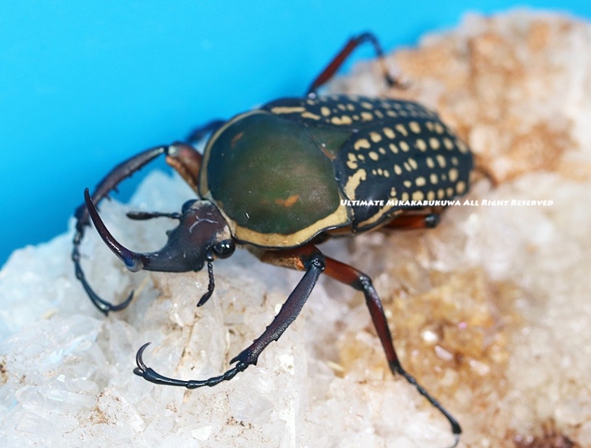 タカシ【新品】セブンスヘブン、バリ神山 Series 7 3207 Armchair - minä perhonen