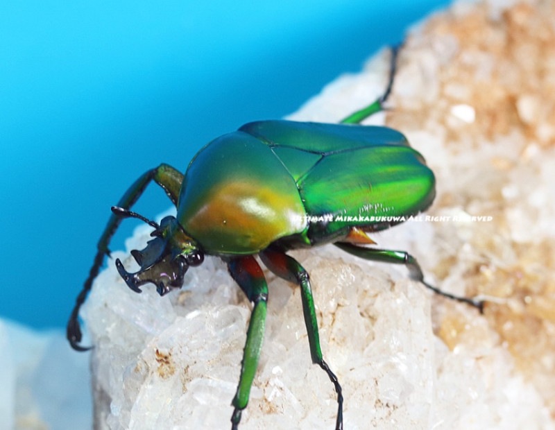 2024,5/20 WILD ̡襵ץ饤󥶥˥ءǥ֥ʥ٥塼 No,440mmUPڥ