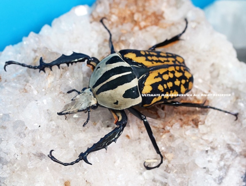 2024,5/20 ����WILD ��̡����襵�ץ饤�����󥶥˥��ء������٥���塼�륭�륯�ͥꡡNo,4�饪���60mmUP�ꥪ���49mmUP�ڥ�