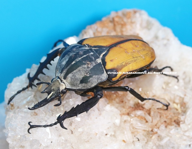 2024,5/20 新着WILD 激震・復活サプライズタンザニア便 オーベル