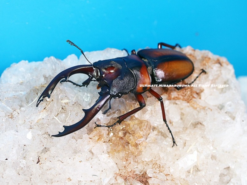 2024,5/20新着WILD 激震・復活サプライズ便 タンザニア便 ミラビリス