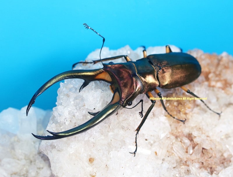 2024,5/31 ����WILD ����ɥͥ�����  �������祭����!!������ե��ۥ�����No,11  ��95mm�ڥ�