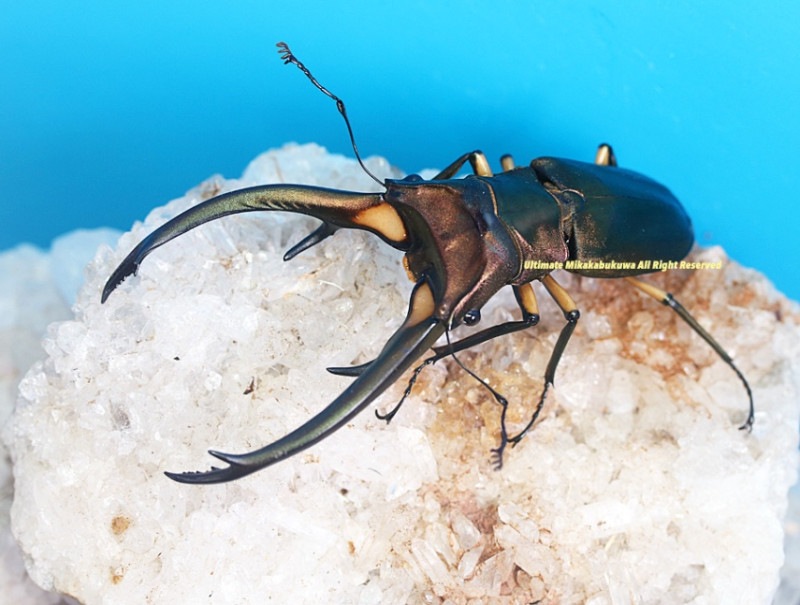 2024,5/31 WILD ɥͥ  祭!!եۥNo,896mmڥ