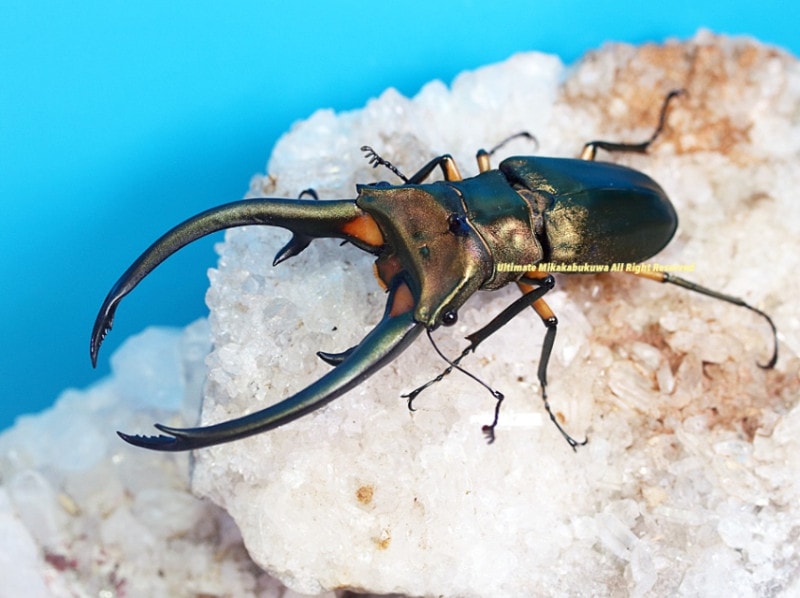 2024,5/31 新着WILD インドネシア便 世界最大キクロ!! エラフスホソアカNo,2 ♂98mmペア