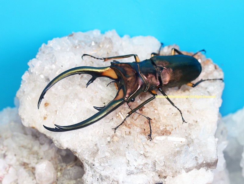 2024,5/31 新着WILD インドネシア便 世界最大キクロ!! エラフス