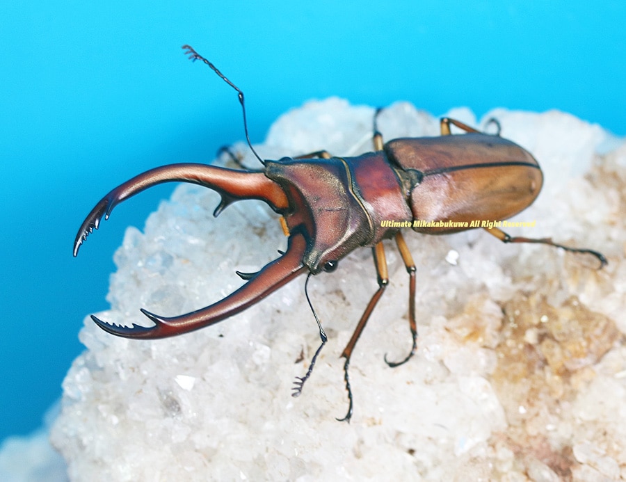 2024,5/31 新着WILD インドネシア便 トルンカートゥスホソアカNo,S7