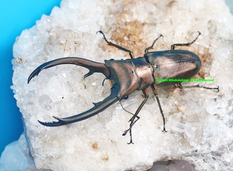 2024,5/31 ����WILD ����ɥͥ�����  �ȥ�󥫡��ȥ����ۥ�����No,1����80mmUP�ڥ�