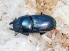 2024,6/1 WILD Ƴ̴!! 26٥ȥʥ Dorcus sp.No,135mmñ