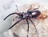2024,6/1 WILD Ƴ̴!! 26٥ȥʥ ץͥåȥߥ  No,5B70mmUP괰ʥڥ