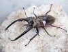 2024,6/1 WILD Ƴ̴!! 26٥ȥʥ ץͥåȥߥ  No,2B80mmUP괰ʥڥ