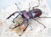 2024,6/1 WILD Ƴ̴!! 26٥ȥʥ ޥåߥ   No,350mmUPڥ