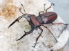 2024,WILD  ̵!!٤Ťʤ֤¤ˤޤޥåߥB3Ƭե⥵ߥC1Ƭץͥåȥߥޡ괰1ƬB1ƬC3Ƭ
