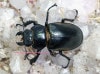 2024,6/1 WILD Ƴ̴!! 26٥ȥʥ ե륭եߥ   No,4ñ